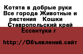 Котята в добрые руки - Все города Животные и растения » Кошки   . Ставропольский край,Ессентуки г.